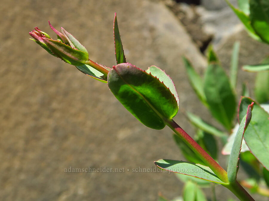 Barrett's penstemon, budding (Penstemon barrettiae) [Champion Road, Klickitat County, Washington]