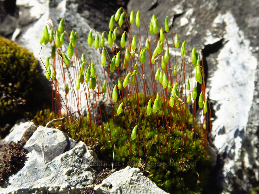 moss sporophytes [Champion Road, Klickitat County, Washington]