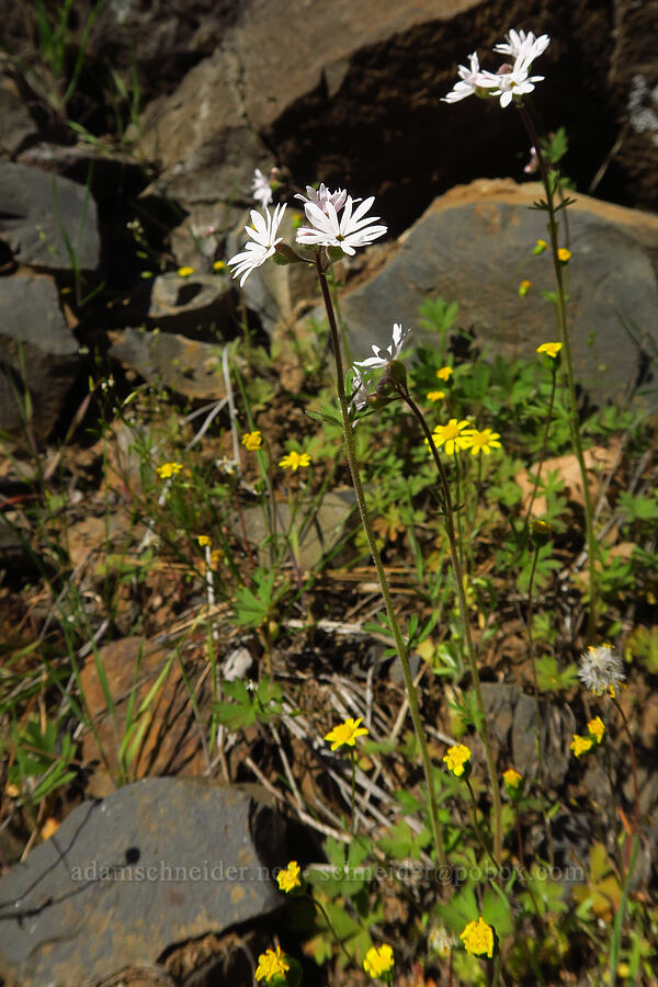 prairie stars & gold stars (Lithophragma parviflorum, Crocidium multicaule) [Champion Road, Klickitat County, Washington]