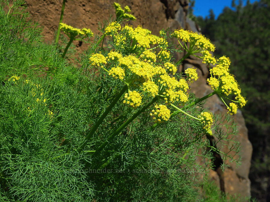 Klickitat desert parsley (Lomatium klickitatense (Lomatium grayi)) [Champion Road, Klickitat County, Washington]