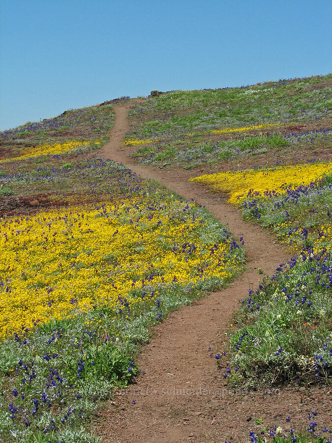 trail through Cone Peak's meadows [Cone Peak Trail, Willamette National Forest, Linn County, Oregon]