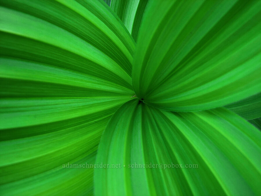 false hellebore (corn lily) leaves (Veratrum viride var. eschscholtzianum (Veratrum eschscholtzii)) [North of Dollar Lake, Mt. Hood Wilderness, Hood River County, Oregon]