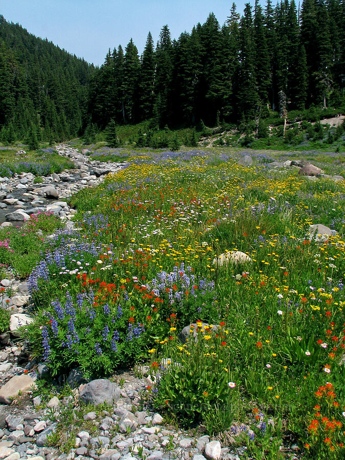 wildflowers (Lupinus latifolius, Castilleja suksdorfii, Arnica mollis, Erigeron glacialis var. glacialis, Erythranthe lewisii (Mimulus lewisii), Ligusticum grayi) [Breitenbush River, Jefferson Park, Mt. Jefferson Wilderness, Marion County, Oregon]