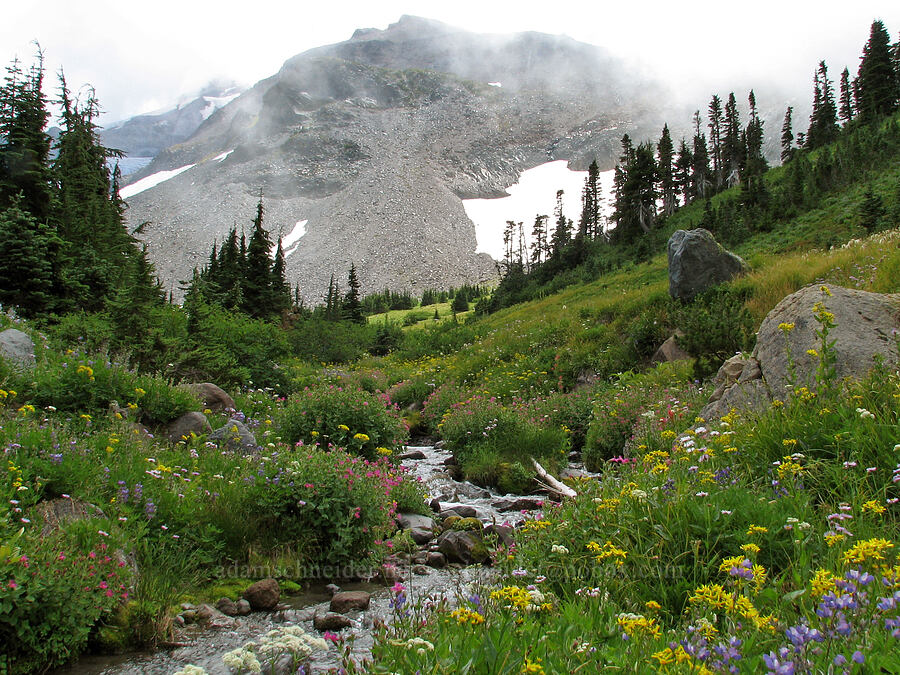 Barrett Spur & wildflowers (Erythranthe lewisii (Mimulus lewisii), Lupinus latifolius, Senecio triangularis, Erigeron glacialis var. glacialis) [Elk Cove, Mt. Hood Wilderness, Hood River County, Oregon]