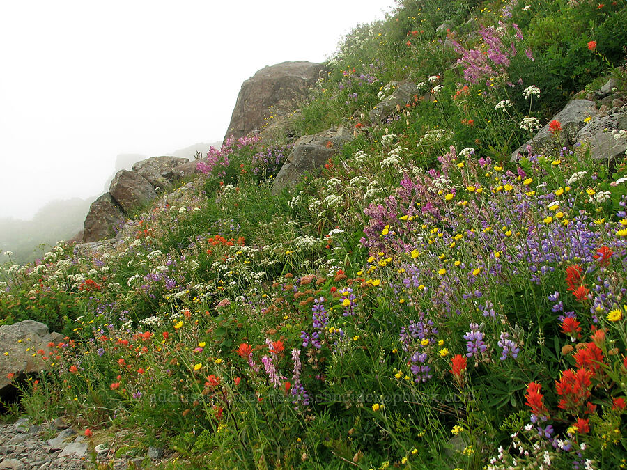wildflowers (Castilleja miniata, Lupinus latifolius, Hedysarum occidentale, Spiraea splendens (Spiraea densiflora), Angelica arguta) [Silver Star Mountain trail, Gifford Pinchot Nat'l Forest, Skamania County, Washington]