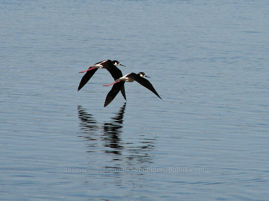black-necked stilts (Himantopus mexicanus) [Estero San Jose, San Jose del Cabo, Los Cabos, Baja California Sur, Mexico]