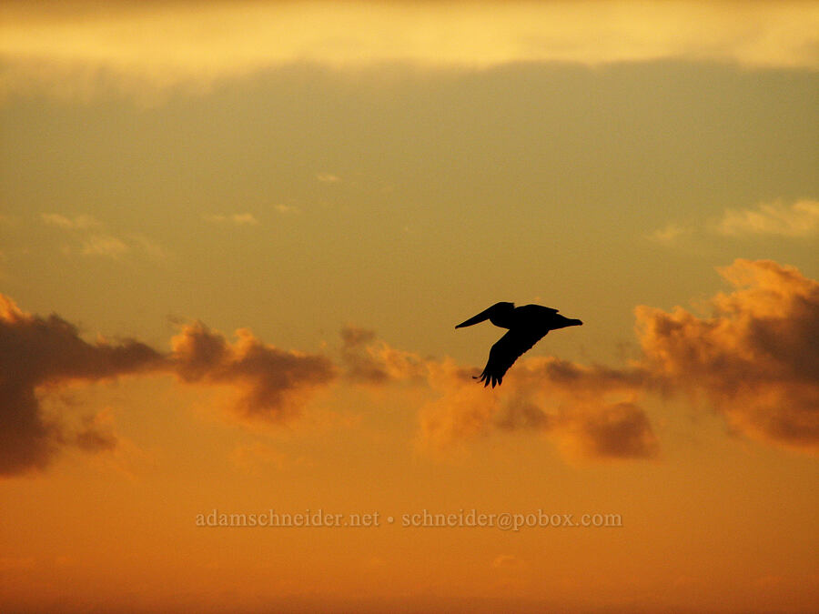 brown pelican at sunrise (Pelecanus occidentalis) [Playa Hotelera, San Jose del Cabo, Los Cabos, Baja California Sur, Mexico]