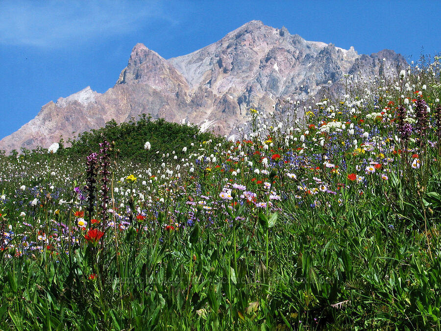 Mount Hood & wildflowers (Erigeron glacialis var. glacialis, Bistorta bistortoides (Polygonum bistortoides), Castilleja suksdorfii, Senecio triangularis, Lupinus latifolius, Pedicularis groenlandica, Arnica sp.) [Paradise Park, Mt. Hood Wilderness, Clackamas County, Oregon]