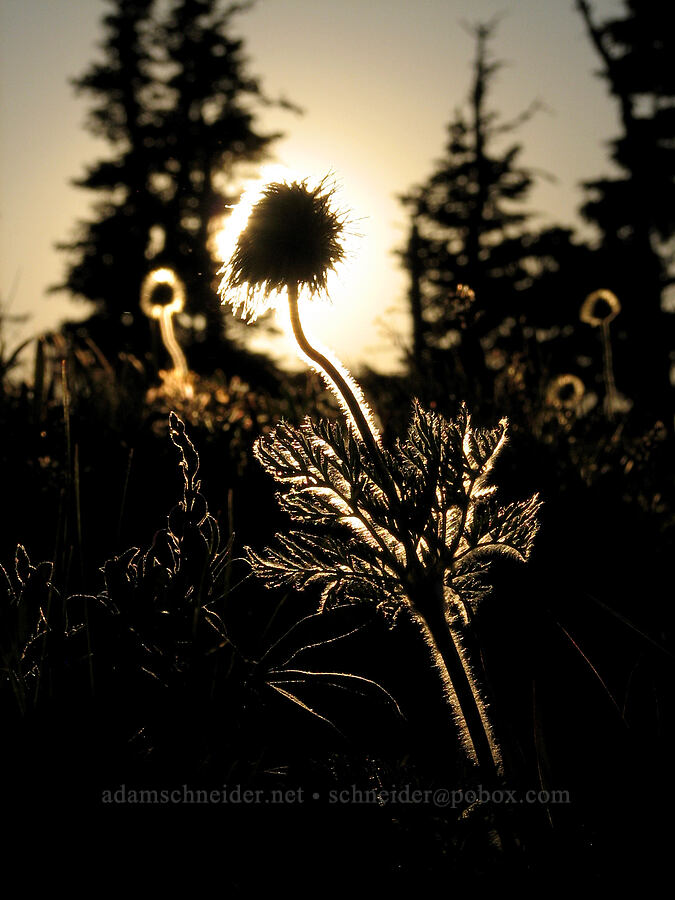 western pasqueflower seed head (Anemone occidentalis (Pulsatilla occidentalis)) [above Wy'East Basin, Mt. Hood Wilderness, Hood River County, Oregon]