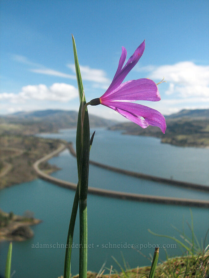 grass widow & Rowland Lake (Olsynium douglasii) [The Labyrinth, Gifford Pinchot National Forest, Klickitat County, Washington]