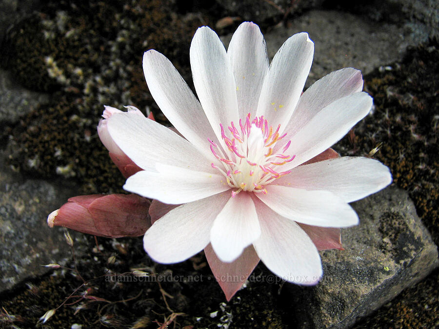 bitterroot (Lewisia rediviva) [Catherine Creek, Klickitat County, Washington]