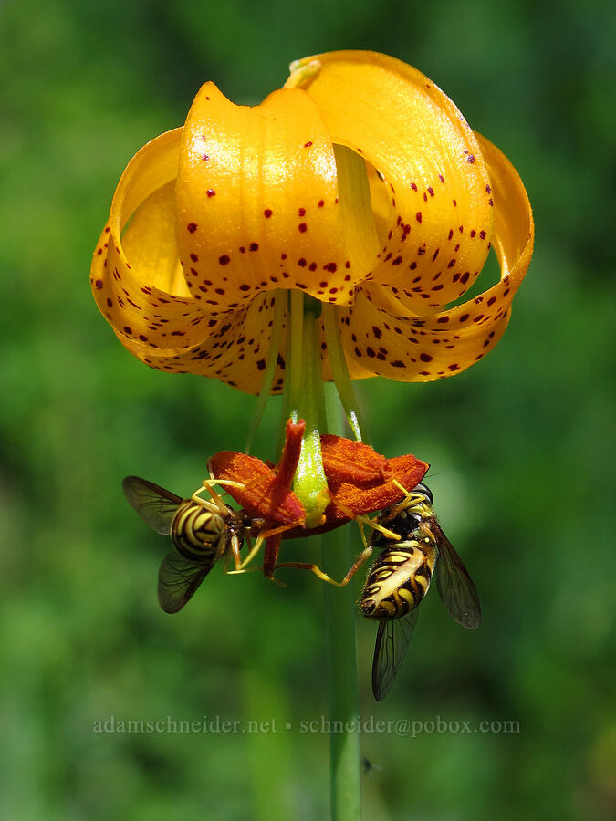 flower flies on a tiger lily (Chrysotoxum sp., Lilium columbianum) [Silver Star Mountain Trail, Gifford Pinchot Nat'l Forest, Skamania County, Washington]