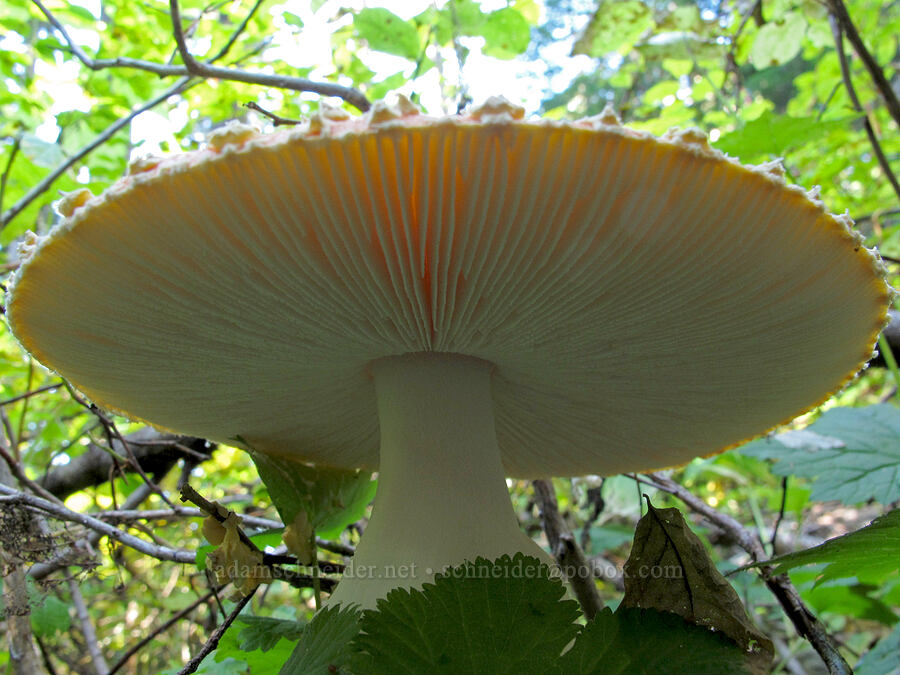 big mushroom (Amanita muscaria) [Sheep Canyon Trail, Mt. St. Helens National Volcanic Monument, Cowlitz County, Washington]
