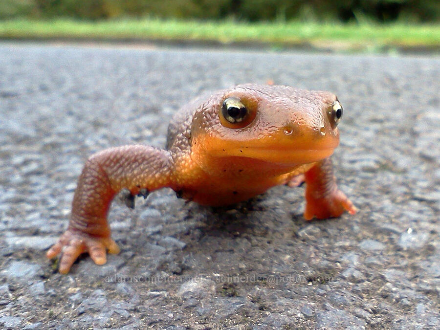 rough-skinned newt (Taricha granulosa) [Milo McIver State Park, Clackamas County, Oregon]