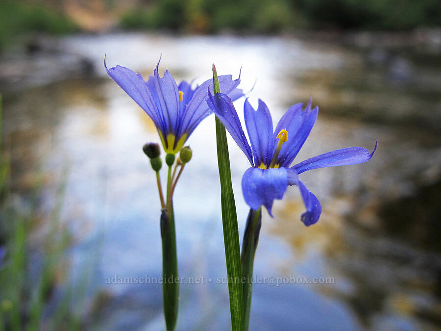 blue-eyed grass (Sisyrinchium bellum) [Feather River Summer Homes, Lassen National Forest, Plumas County, California]