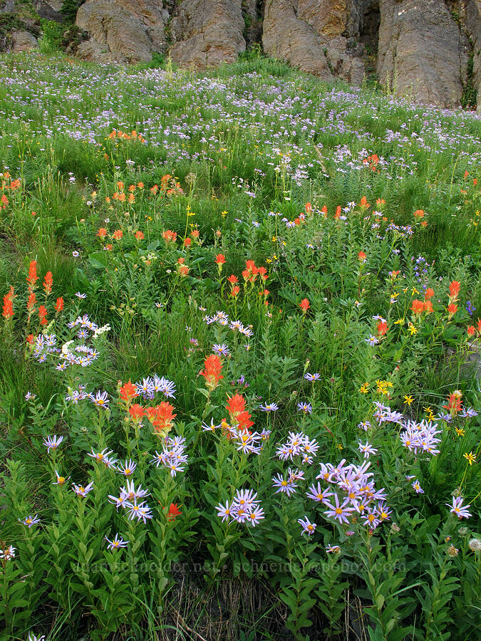 paintbrush & asters (Castilleja miniata, Doellingeria ledophylla (Eucephalus ledophyllus) (Aster ledophyllus)) [Goat Ridge Trail, Goat Rocks Wilderness, Lewis County, Washington]