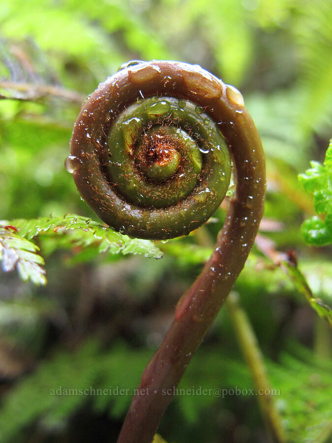 fern fiddlehead [Pihea Trail, Na Pali-Kona Forest Reserve, Kaua'i, Kaua'i, Hawaii]