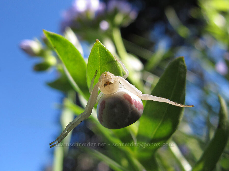 goldenrod crab spider (Misumena vatia) [Umbrella Falls Trail, Mt. Hood National Forest, Hood River County, Oregon]