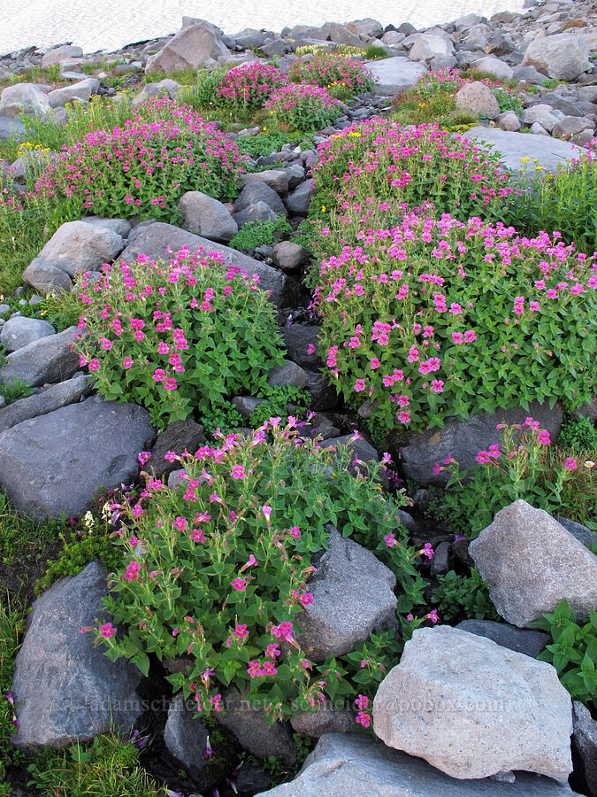Lewis's monkeyflower (Erythranthe lewisii (Mimulus lewisii)) [Elk Cove, Mt. Hood Wilderness, Hood River County, Oregon]