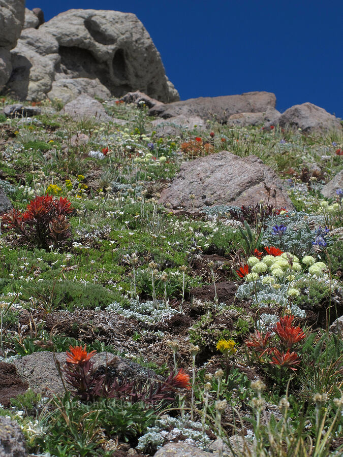 alpine rock garden (Castilleja rupicola, Minuartia obtusiloba (Cherleria obtusiloba) (Arenaria obtusiloba), Eriogonum ovalifolium, Lupinus lepidus var. lobbii, Solidago sp., Phlox hendersonii) [below Barrett Spur, Mt. Hood Wilderness, Hood River County, Oregon]