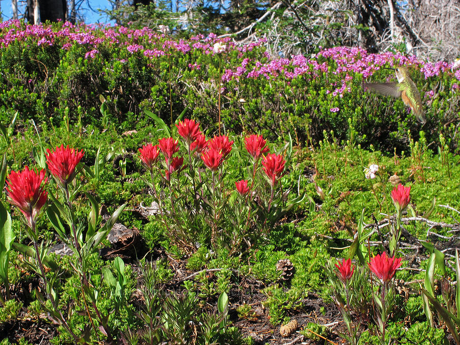 rufous hummingbird, paintbrush, & heather (Selasphorus rufus, Castilleja parviflora var. oreopola, Phyllodoce empetriformis) [Vista Ridge Trail, Mt. Hood Wilderness, Hood River County, Oregon]