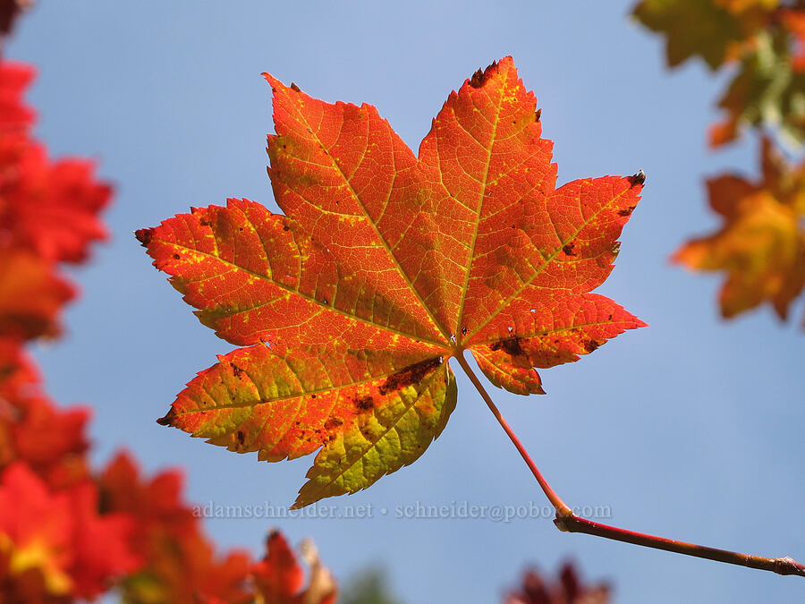vine maple leaf (Acer circinatum) [Ramona Falls Trail, Mt. Hood Wilderness, Clackamas County, Oregon]