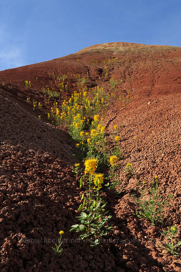 golden bee plant & red clay (Cleomella platycarpa (Peritoma platycarpa) (Cleome platycarpa)) [Sutton Mountain WSA, Wheeler County, Oregon]