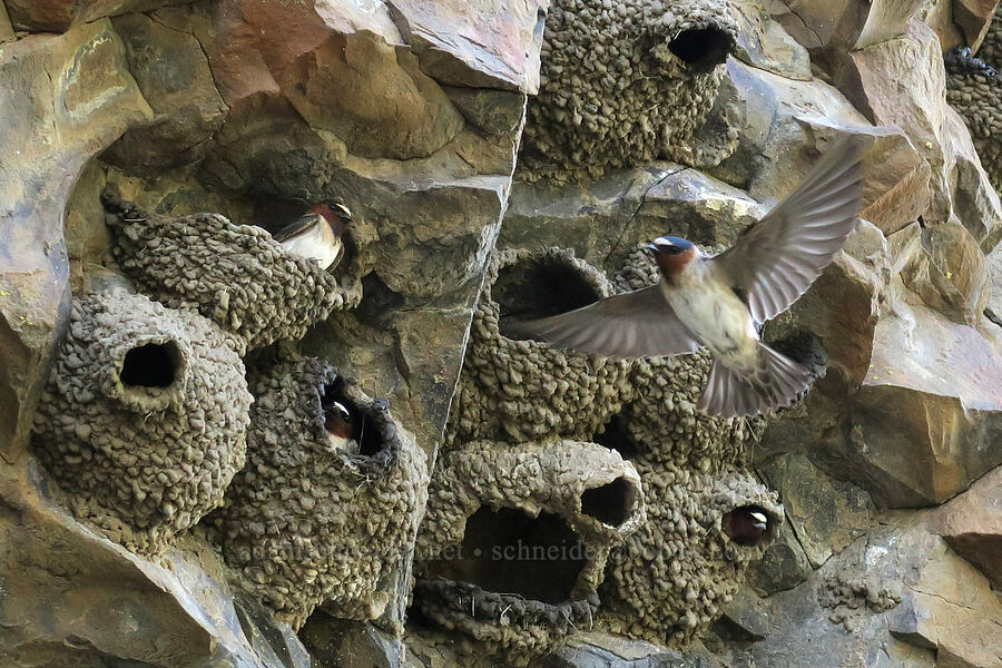 cliff swallows (Petrochelidon pyrrhonota) [Pinnacles Trail, Cottonwood Canyon State Park, Sherman County, Oregon]