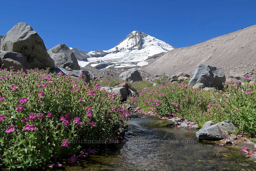 Lewis' monkeyflower & Mount Hood (Erythranthe lewisii (Mimulus lewisii)) [Eliot Glacier outwash plain, Mt. Hood Wilderness, Hood River County, Oregon]