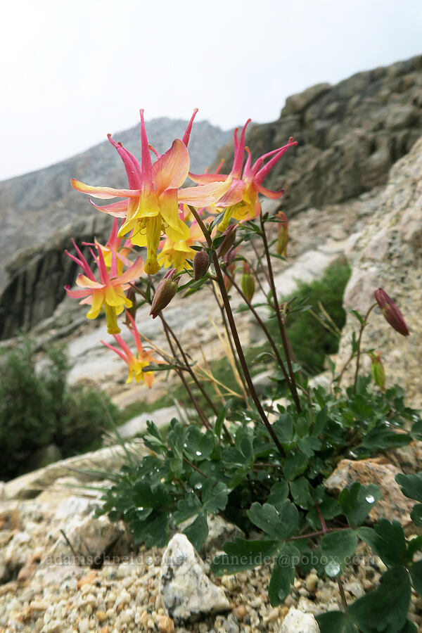 hybrid columbine (Aquilegia pubescens x Aquilegia formosa) [Mt. Whitney Mountaineer's Route, John Muir Wilderness, Inyo County, California]