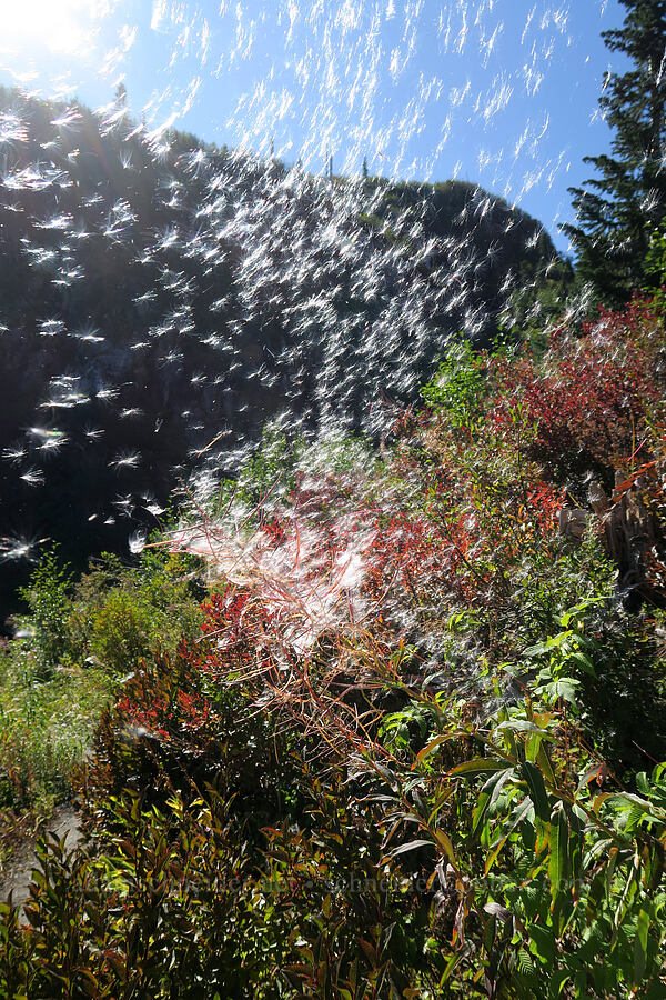 airborne fireweed seeds (Chamerion angustifolium (Chamaenerion angustifolium) (Epilobium angustifolium)) [Lakes Trail, Mt. St. Helens National Volcanic Monument, Skamania County, Washington]