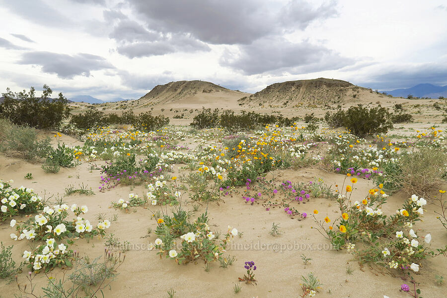 desert wildflowers (Oenothera deltoides, Abronia villosa, Geraea canescens, Phacelia crenulata, Palafoxia arida) [Shell Reef Expressway, Ocotillo Wells SVRA, San Diego County, California]