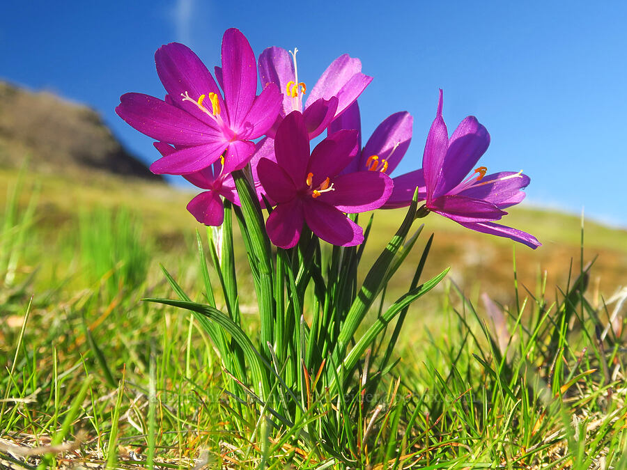 grass widows (Olsynium douglasii) [The Labyrinth, Gifford Pinchot National Forest, Klickitat County, Washington]