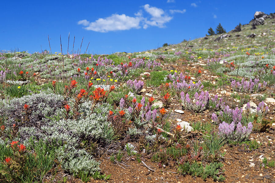 Siskiyou wildflowers (Castilleja schizotricha, Castilleja applegatei var. pinetorum, Eriogonum douglasii var. meridionale, Artemisia arbuscula) [Dutchman Peak, Rogue River-Siskiyou National Forest, Jackson County, Oregon]