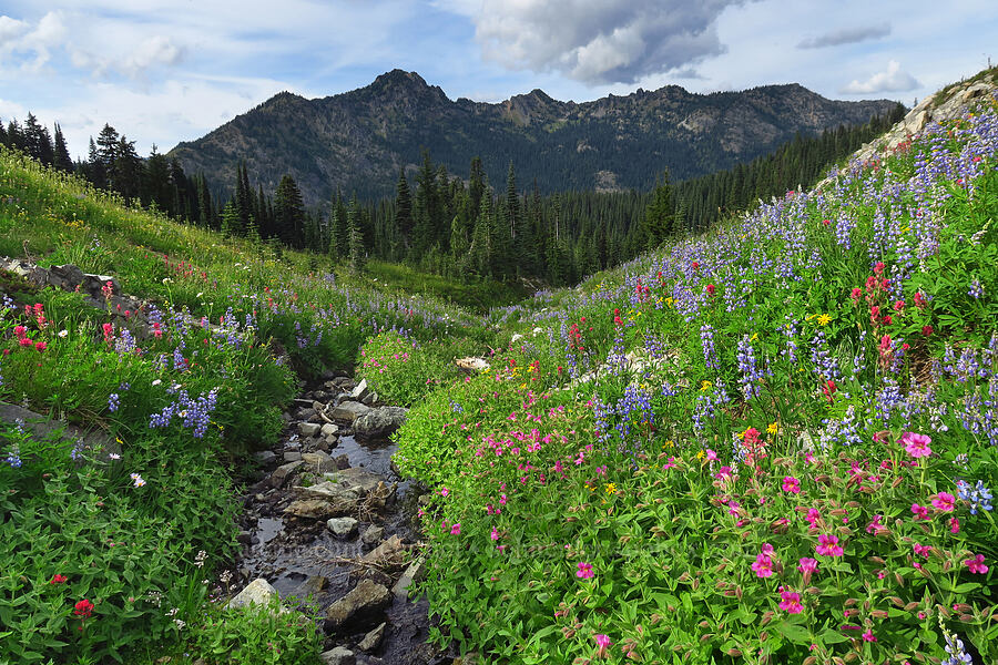 wildflowers & Chinook Peak (Lupinus latifolius, Erythranthe lewisii (Mimulus lewisii), Castilleja parviflora var. oreopola, Arnica sp., Erigeron glacialis var. glacialis, Valeriana sitchensis) [Pacific Crest Trail, William O. Douglas Wilderness, Yakima County, Washington]