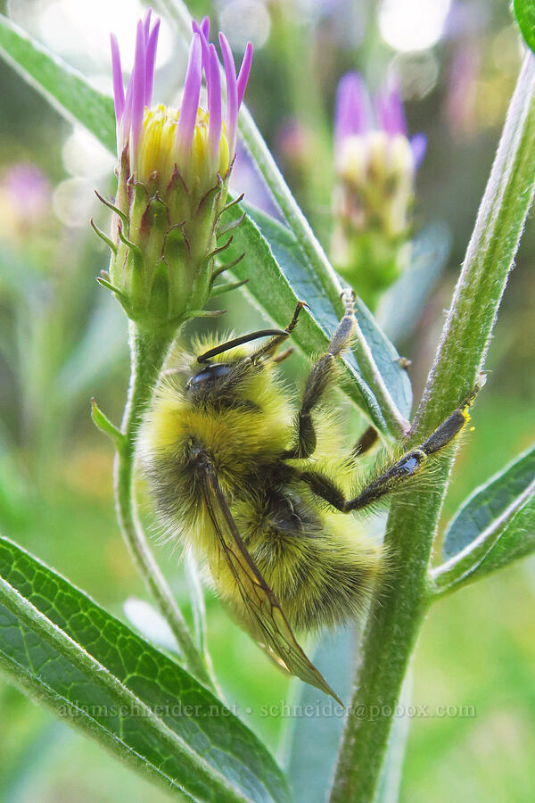 bumblebee sleeping on a Cascade aster (Bombus sp., Doellingeria ledophylla (Eucephalus ledophyllus) (Aster ledophyllus)) [Pacific Crest Trail, Mt. Adams Wilderness, Skamania County, Washington]
