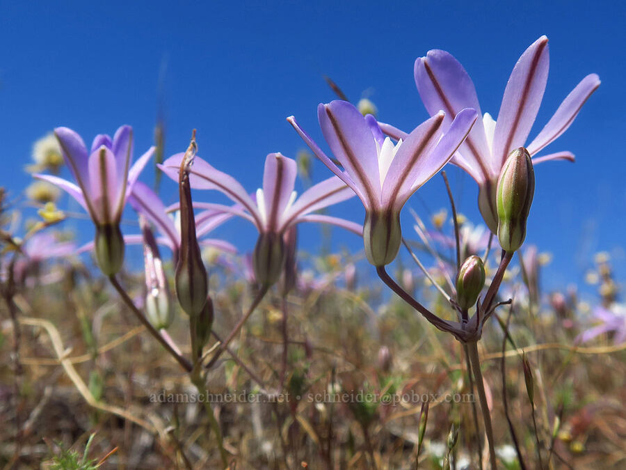 vernal pool brodiaea (Brodiaea nana) [Dales Lake Ecological Reserve, Tehama County, California]