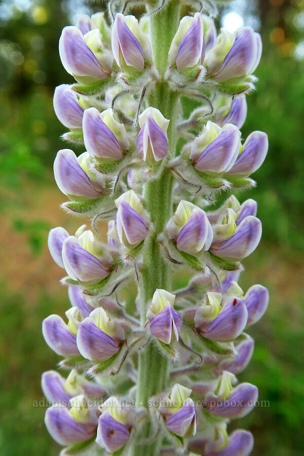 velvet lupine (Lupinus leucophyllus) [School Canyon Trail, Badger Creek Wilderness, Wasco County, Oregon]