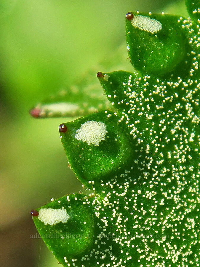 pollen on brook saxifrage leaves (Micranthes odontoloma (Saxifraga odontoloma)) [Lookout Mountain Trail, Ochoco National Forest, Crook County, Oregon]