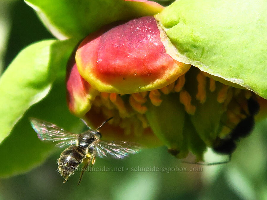 Brown's peony & furrow bee (Paeonia brownii, Halictus sp.) [Independent Mine Trail, Ochoco National Forest, Crook County, Oregon]