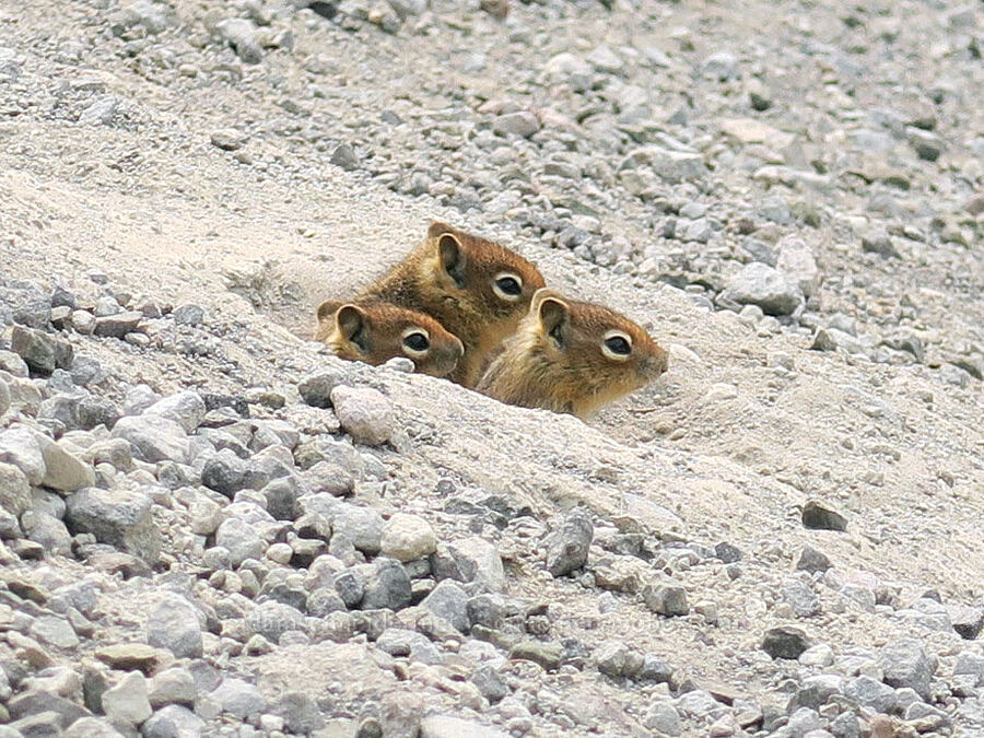 young golden-mantled ground squirrels (Callospermophilus saturatus (Spermophilus saturatus)) [Skyline Trail, Mt. Rainier National Park, Pierce County, Washington]