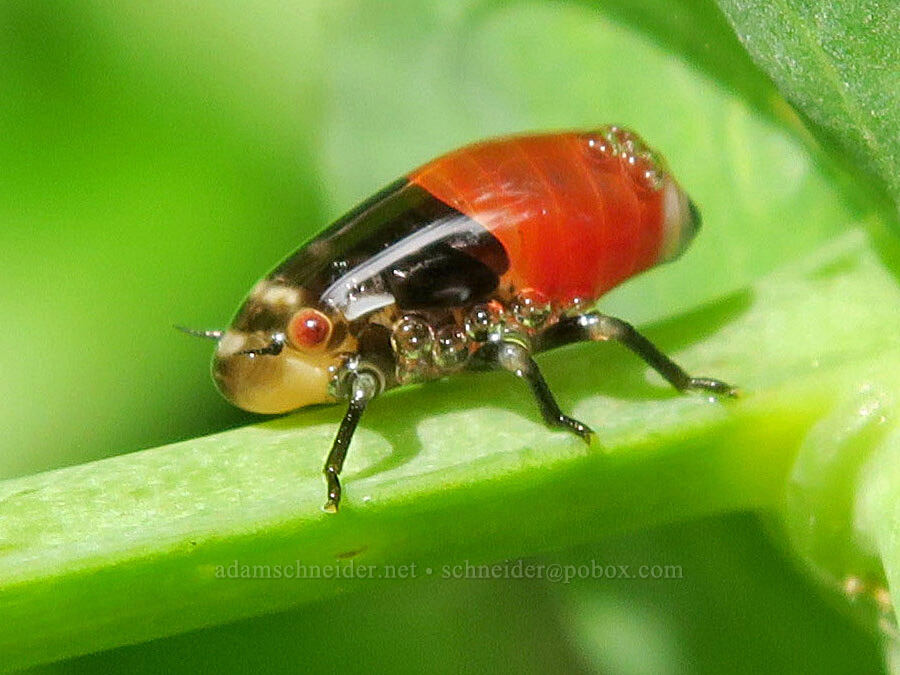 spittlebug nymph (Aphrophora sp.) [Wind Mountain Trail, Skamania County, Washington]