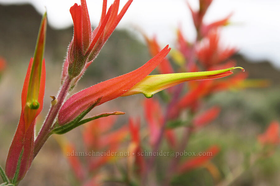 narrow-leaf paintbrush (Castilleja linariifolia) [Fort Rock State Natural Area, Lake County, Oregon]