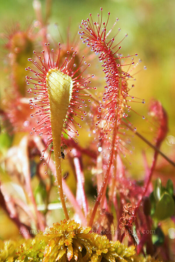 great sundew (Drosera anglica) [Parish Lake, Willamette National Forest, Linn County, Oregon]