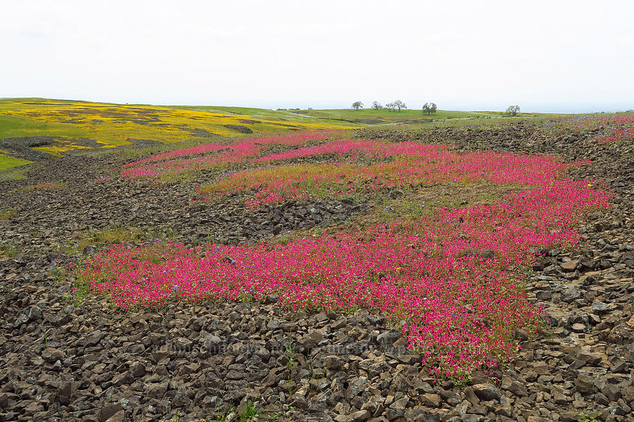 Kellogg's monkeyflower (Diplacus kelloggii (Mimulus kelloggii)) [North Table Mountain Ecological Reserve, Butte County, California]