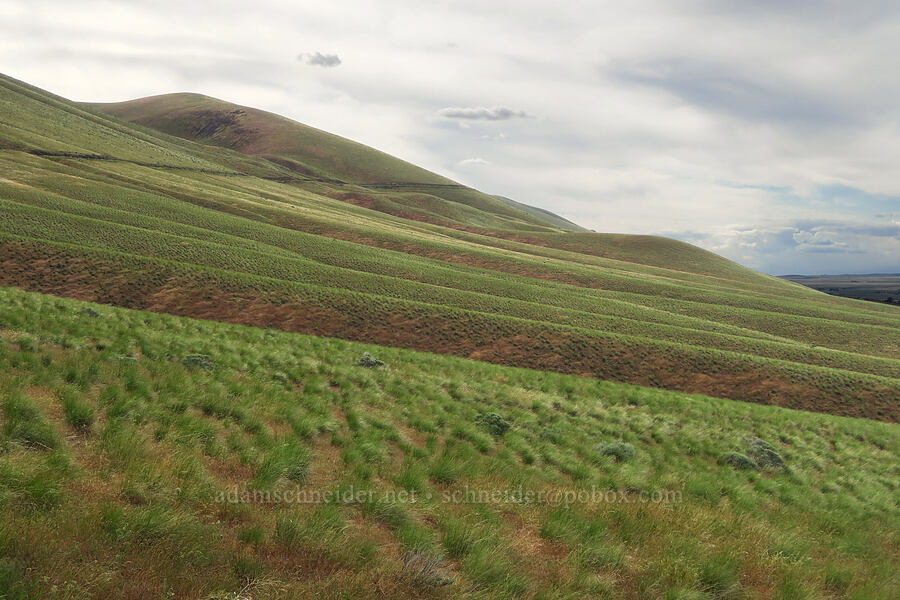 Horse Heaven Hills [McBee Road, Benton County, Washington]