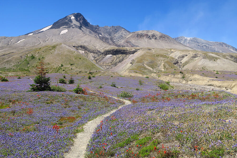 wildflowers & Mt. St. Helens (Lupinus lepidus var. lobbii, Castilleja miniata) [Windy Trail, Mt. St. Helens National Volcanic Monument, Skamania County, Washington]
