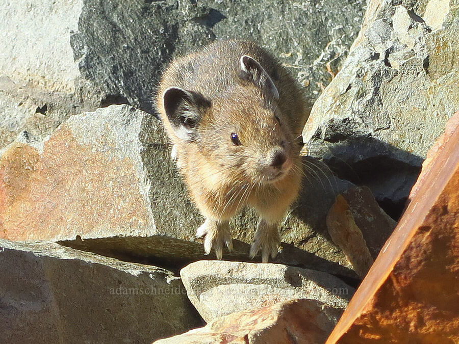 curious pika (Ochotona princeps fenisex) [Pinnacle Peak Trail, Mount Rainier National Park, Lewis County, Washington]