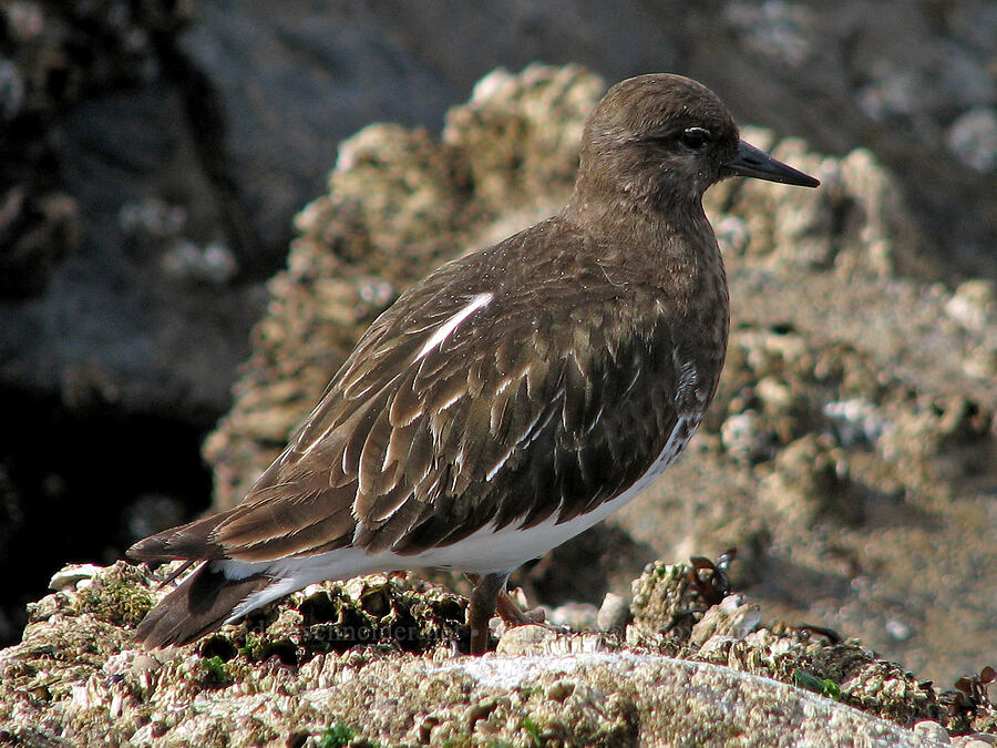 black turnstone (Arenaria melanocephala) [Nye Beach, Newport, Lincoln County, Oregon]