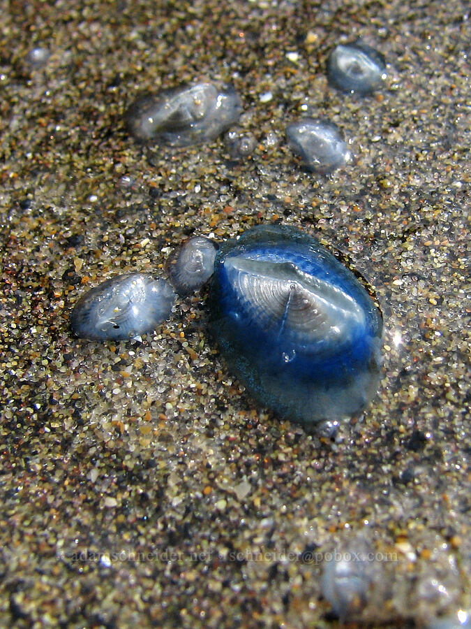 by-the-wind sailors (velella) (Velella velella) [Otter Rock Marine Garden, Otter Rock, Lincoln County, Oregon]